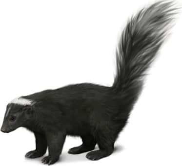 Striped Skunk — Black-back Version