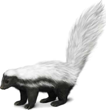 Hooded Skunk — White Backed and Striped Version