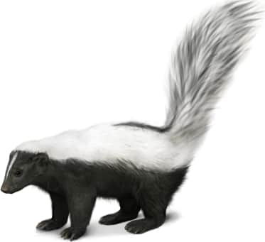 Striped Skunk — White-back Version