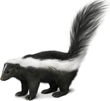 Striped Skunk