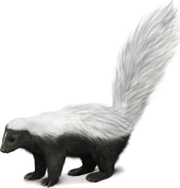 Hooded Skunk