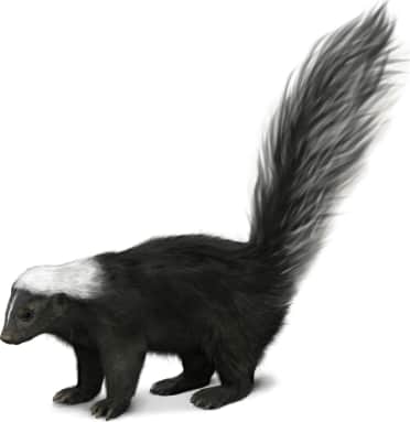 Hooded Skunk — Hooded Version