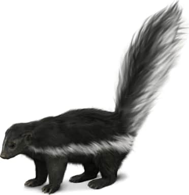 Hooded Skunk — Side Stripe Version
