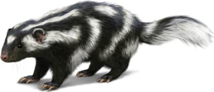 Western Spotted Skunk