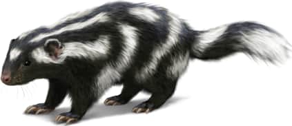 Eastern Spotted Skunk