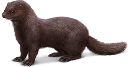 American Mink