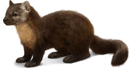 American Marten — Color Variation