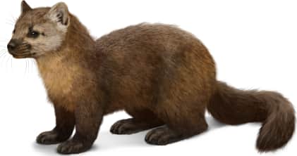 American Marten