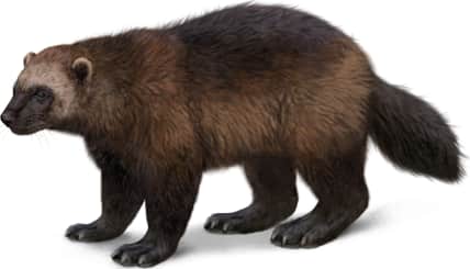 Wolverine