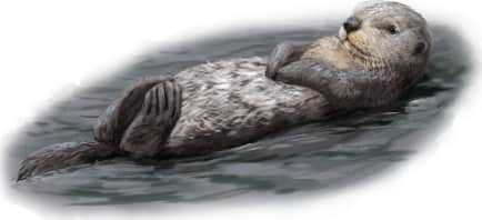 Sea Otter — In Water