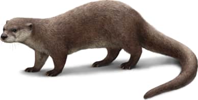 North American River Otter