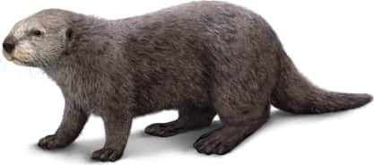 Sea Otter