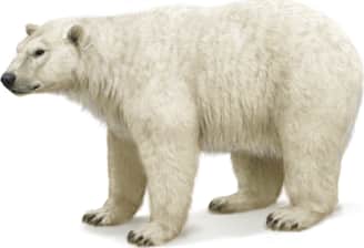 Polar Bear