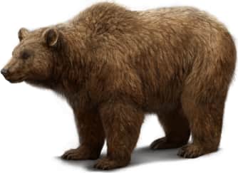 Brown Bear