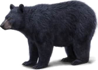 American Black Bear