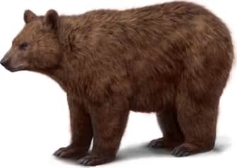 American Black Bear — Cinnamon phase