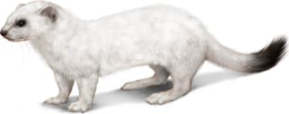 Eurasian Stoat — Winter