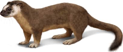 Long-tailed Weasel — Southwestern "Bridled"