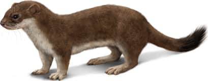 Eurasian Stoat