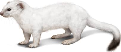Long-tailed Weasel — Winter
