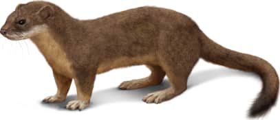 Long-tailed Weasel