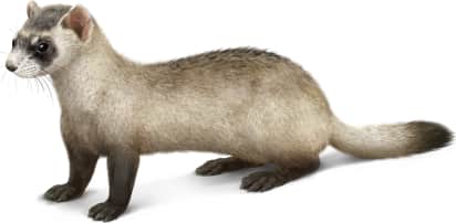 Black-footed Ferret