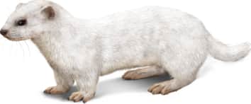 Least Weasel — Winter