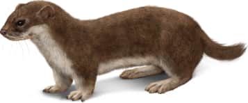 Least Weasel