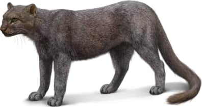 Jaguarundi