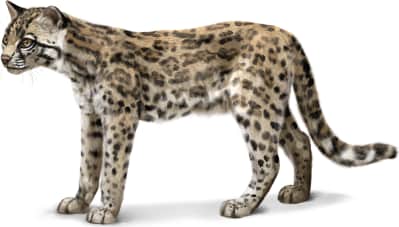 Ocelot