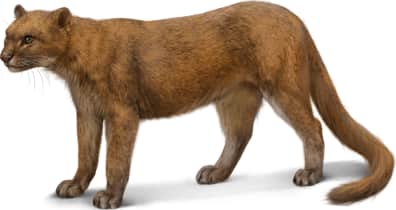 Jaguarundi — Red Phase