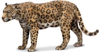 Jaguar