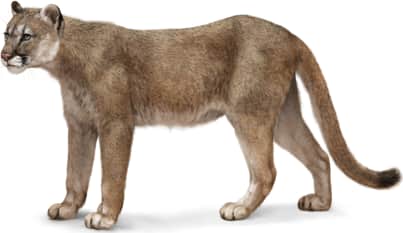 Mountain Lion
