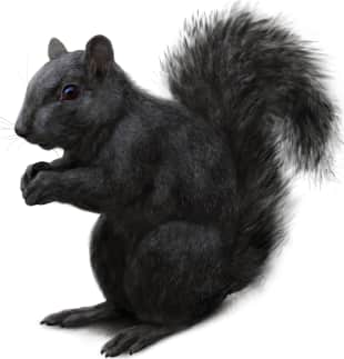 Eastern Gray Squirrel — Melanistic