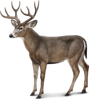 Mule Deer — Black-tailed Deer
