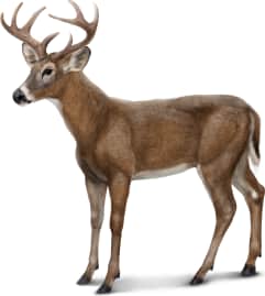 White-tailed Deer — Key Deer (small)
