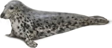 Grey Seal — Female