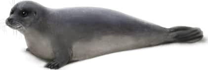 Hawaiian Monk Seal