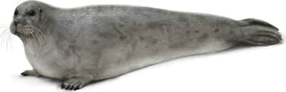 Bearded Seal