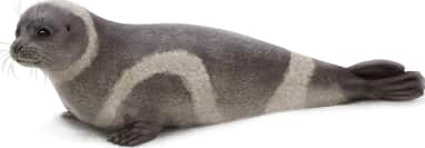 Ribbon Seal — Female