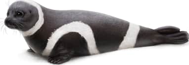 Ribbon Seal