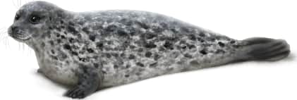 Harbor Seal