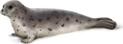 Harp Seal — Young