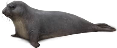 Northern Elephant Seal — Female