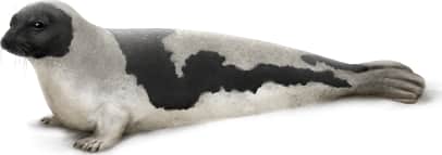 Harp Seal