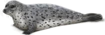 Spotted Seal