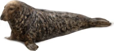 Grey Seal