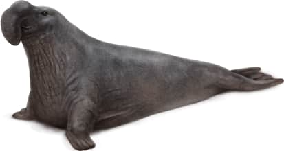 Northern Elephant Seal