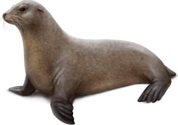 California Sea Lion — Female