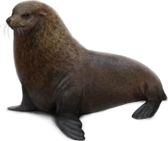 Guadalupe Fur Seal